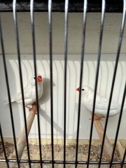 Witte zebravinken, Animaux & Accessoires, Oiseaux | Canaris, Plusieurs animaux