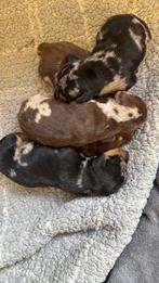 Prachtige dwerg teckel pups, Animaux & Accessoires, Poils courts, Chien (mâle), Hépatite contagieuse (maladie de Rubarth), Belgique