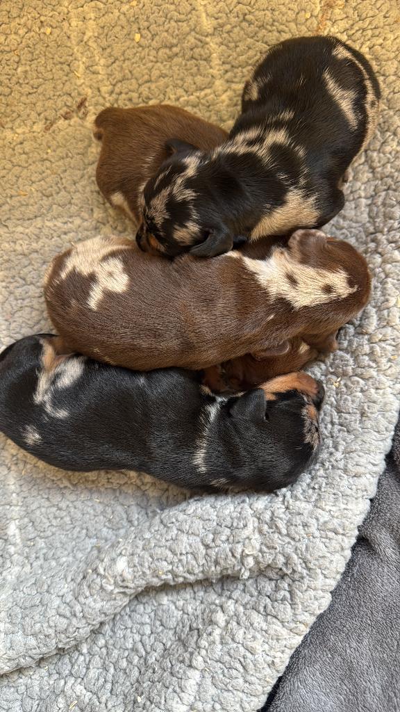 Prachtige dwerg teckel pups, Animaux & Accessoires, Chiens | Teckels & Bassets, Chien (mâle), Poils courts, Nain, Éleveur | Loisir