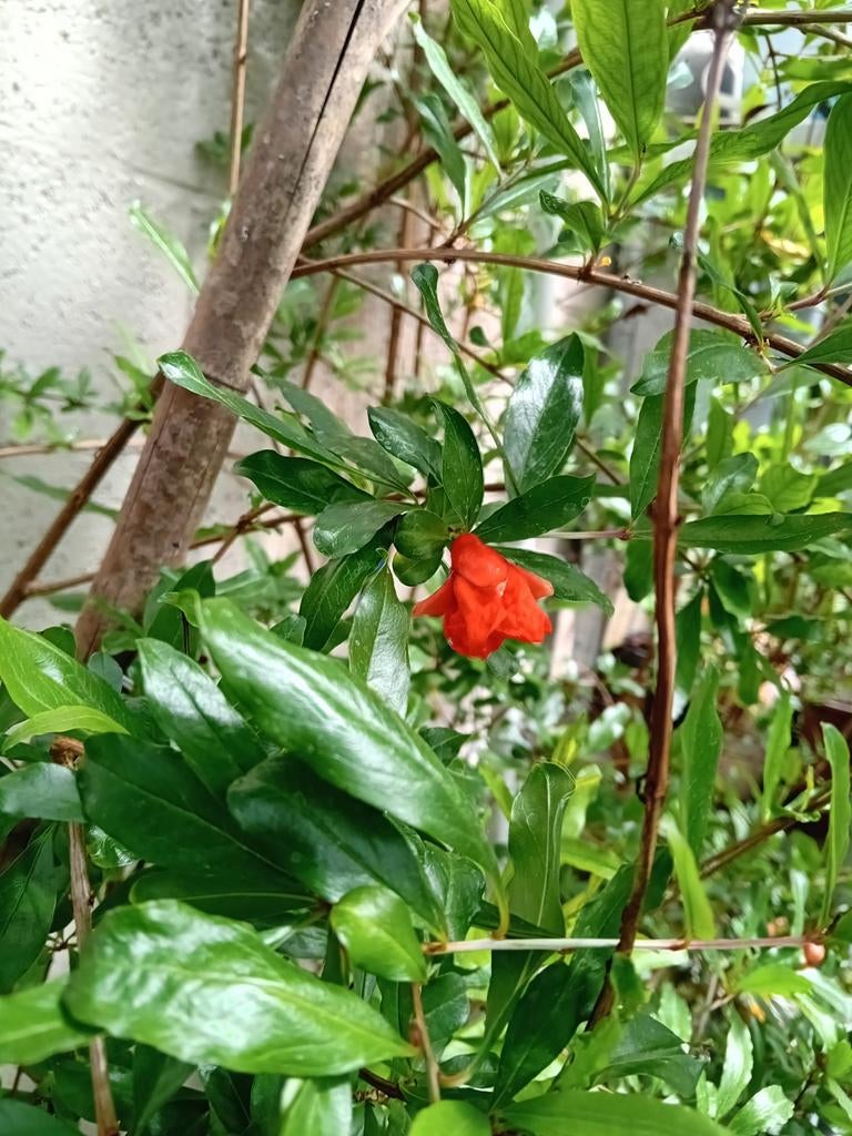 Granaatappelboom, Jardin & Terrasse, Bulbes & Semences, Enlèvement