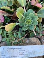 Plants de saxifrage umbrosa, Vaste plant, Halfschaduw, Lente, Ophalen