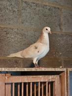 2 poules, Femelle, Pigeon culbutant ou Roller