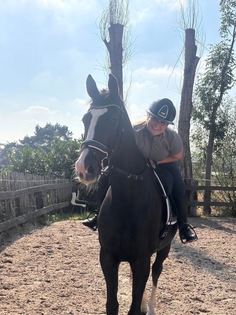 Te koop : 8jarige ruin v. totilas x charmeur, Dieren en Toebehoren, Ophalen, Zo goed als nieuw