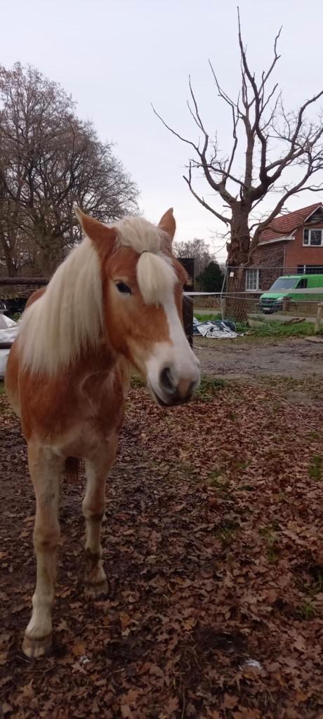 Haflinger merrie 2jaar, Dieren en Toebehoren, Pony's, Merrie, Onbeleerd, D pony (1.37m tot 1.48m), Recreatiepony, 0 tot 2 jaar
