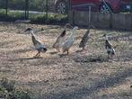 Groupje loopeendjes te koop, Dieren en Toebehoren, Pluimvee