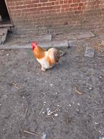 2 cochin hanen te koop, Dieren en Toebehoren, Mannelijk, Kip