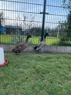 Koppel loopeenden, Dieren en Toebehoren, Pluimvee