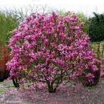Magnolia 'Susan', Tuin en Terras, Planten | Bomen, Ophalen