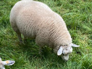 Mooi ramlam Texelras + 6 maanden oud beschikbaar voor biedingen