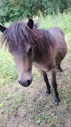 Shetland pony, Dieren en Toebehoren, Hengst, L