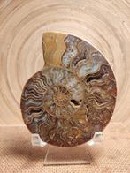 Ammonite taillée polie, Collections, Minéraux & Fossiles, Fossile, Enlèvement ou Envoi