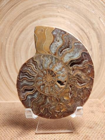 Ammonite taillée polie