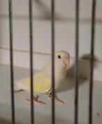 Roseicollis, Dieren en Toebehoren