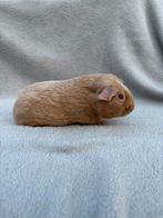 Cavia zalmagouti mannentje, Cavia, Mannelijk, Tam, September