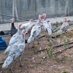 Jonge ronqueire kalkoenen, Meerdere dieren, Kalkoen