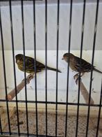 Koppel donkere kanaries, Dieren en Toebehoren, Vogels | Kanaries, Meerdere dieren, Kleurkanarie