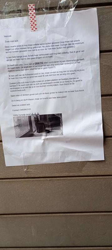 Katje kwijt! Help zoeken aub beschikbaar voor biedingen