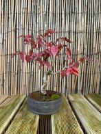 Zelkova Serrata Shohin bonsai, Tuin en Terras, Halfschaduw, Overige soorten, Lente, Minder dan 100 cm
