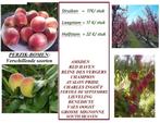 PERZIK-BOMEN: STRUIKEN 17€, LAAGSTAM 17€/stuk, Volle zon, Vaste plant, Ophalen of Verzenden, Fruitplanten