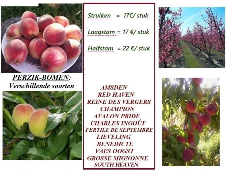PERZIK-BOMEN: STRUIKEN 17€, LAAGSTAM 17€/stuk, Tuin en Terras, Planten | Tuinplanten, Vaste plant, Fruitplanten, Volle zon, Lente