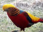 fazant  goud fazant, Meerdere dieren