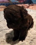 Super mooie dwergpoedeltjes, Dieren en Toebehoren, Poedel, België, Reu, CDV (hondenziekte)