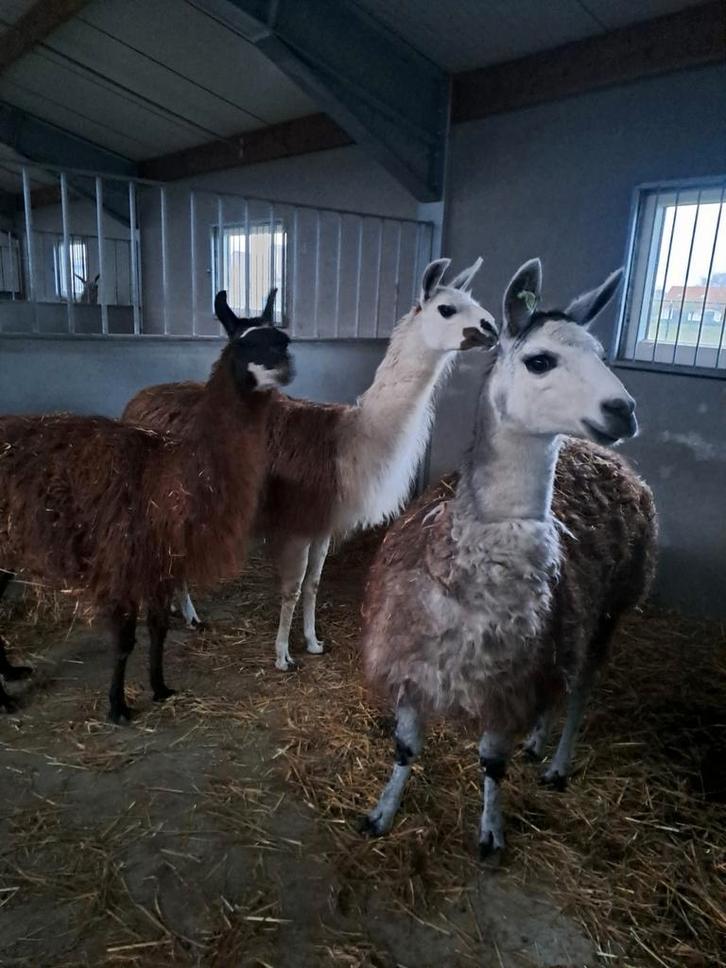 Trio lama's, Animaux & Accessoires, Animaux Autre, Plusieurs animaux, Avril