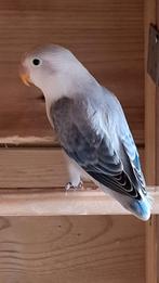 Agapornis fischeri, Vrouwelijk, Dwergpapegaai of Agapornis, Geringd