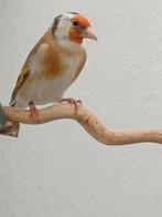 Major putters, distelvinken., Dieren en Toebehoren, Meerdere dieren, Wildzangvogel, Geringd