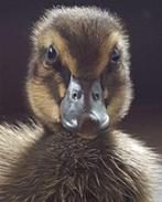 Eendagskuikens Khaki Campbell, Dieren en Toebehoren, Pluimvee, Geslacht onbekend, Eend