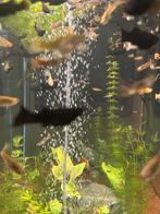 Guppen, Dieren en Toebehoren, Vis, Zoetwatervis