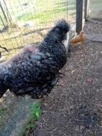 zijde hoenders, Dieren en Toebehoren, Geslacht onbekend, Kip