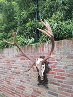 Schedel edelhert xxl gewei taxidermie opgezette jacht hert, Ophalen, Hert, Schedel
