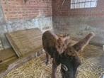 mini ezel hengstje, Dieren en Toebehoren, Hengst, 0 tot 2 jaar
