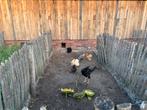 Cochin kriel hennen en haan + extra hen, samen aangeboden, Dieren en Toebehoren