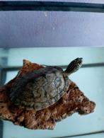 Schildpad 20 euro, Ophalen