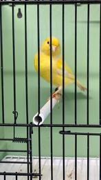 Kanarie pop split voor wit, Femelle, Canari de couleur