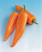 Lange zoete oranje puntpaprika Aranja F1 oogst 2025, Ophalen of Verzenden, Voorjaar, Zaad
