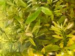 Aquariumplant Hygrophila Polysperma / Belgisch groen, Dieren en Toebehoren, Vissen | Aquaria en Toebehoren, Ophalen, Nieuw, Plant(en), Steen of Hout