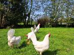 Kuikens van 18/06 (enkel nog haantjes), Dieren en Toebehoren, Meerdere dieren, Kip