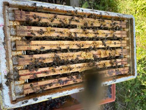 Bijenvolk op 6-ramer simplex koningin van 2025, Dieren en Toebehoren, Insecten en Spinnen, Bijen