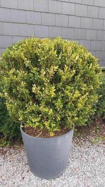  Buis en pot à vendre  beschikbaar voor biedingen