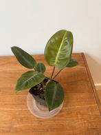 Philodendron Pulchrum, Ophalen of Verzenden