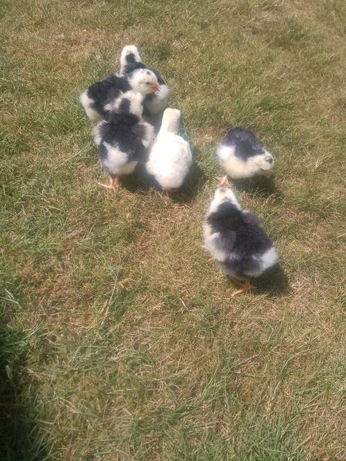 Kuikens geboren op 10/07, Dieren en Toebehoren, Pluimvee, Kip, Geslacht onbekend