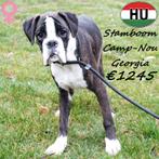 Georgia & Glamur femelles Boxer - avec pedigree à vendre, 15 semaines à 1 an, Parvovirose, Plusieurs, Étranger