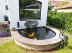 Japanse Koi's en goudvissen, Dieren en Toebehoren, Karper of Koi