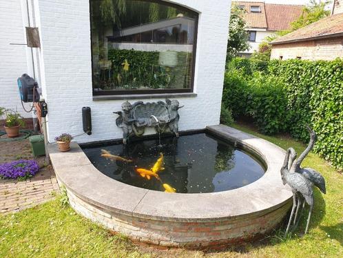 Japanse Koi's en goudvissen, Dieren en Toebehoren, Vissen | Vijvervissen, Karper of Koi