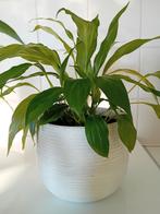 Lepelplant met witte ompot 5€/stuk kies uit 2 stuks, Huis en Inrichting, Kamerplanten, Ophalen, Overige soorten, Halfschaduw, In pot