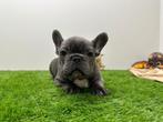 Franse Bulldog pups, België, Reu, 8 tot 15 weken, Meerdere