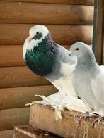 Gentse kropper doffer, blauw dominicaan 2025, Dieren en Toebehoren, Mannelijk, Kropper